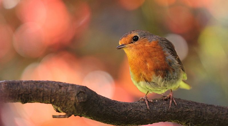 robin, bird, nature, on ast, in the garden